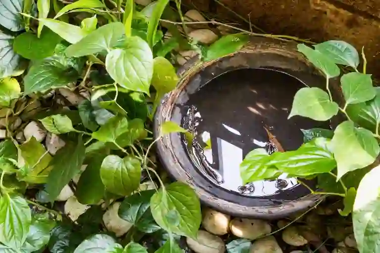 how to stop mosquito breeding in stagnant water
