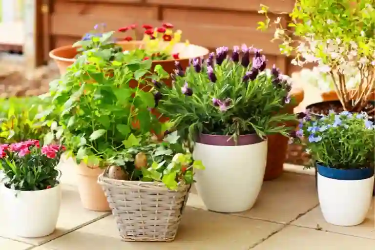 how to supercharge your potted plants with mosquito dunks