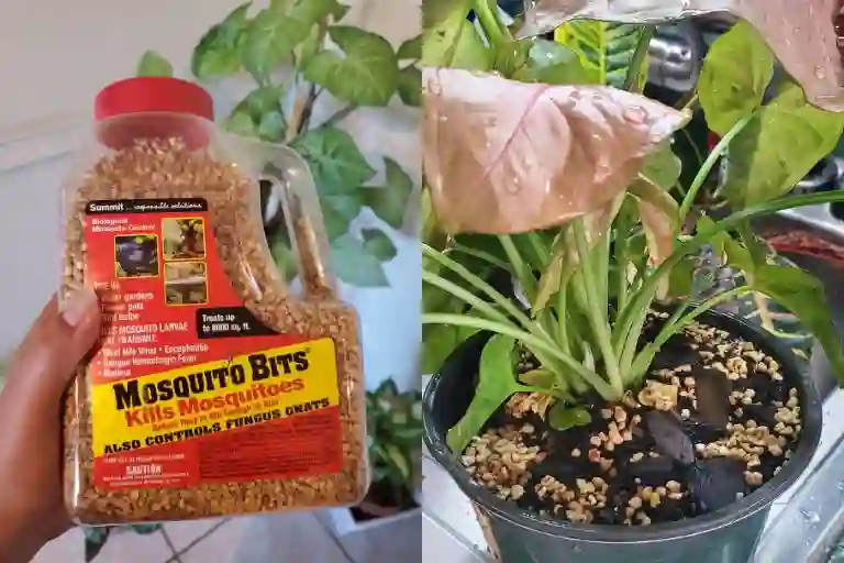 how to use mosquito bits for fungus gnats
