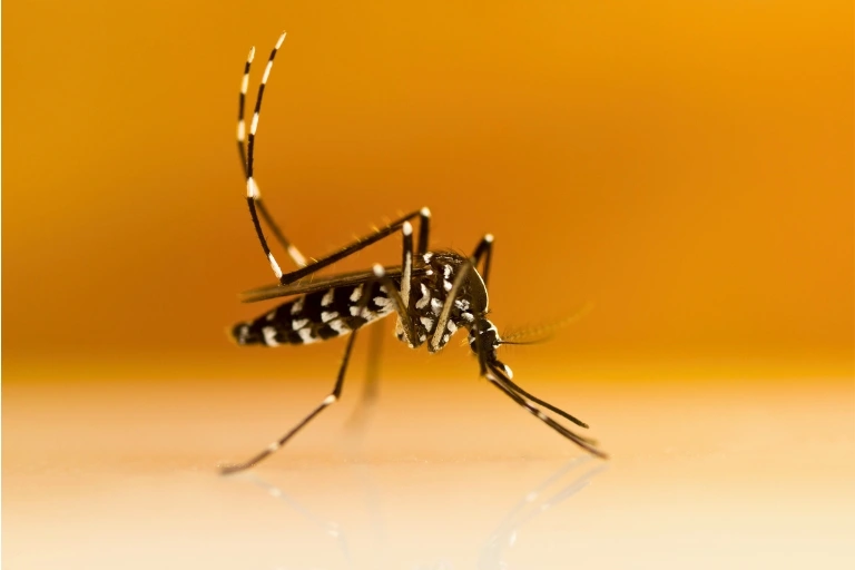 How to Vanquish Tiger Mosquitoes: Expert Strategies