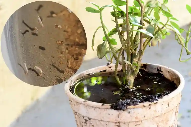 how to wipe out mosquito larvae in plant water