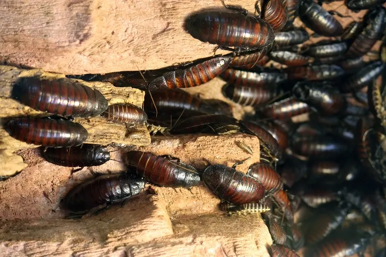 immediate actions upon discovering a cockroach nest