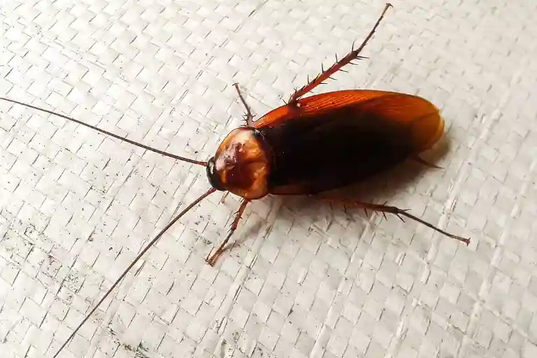 smoky brown cockroach in house