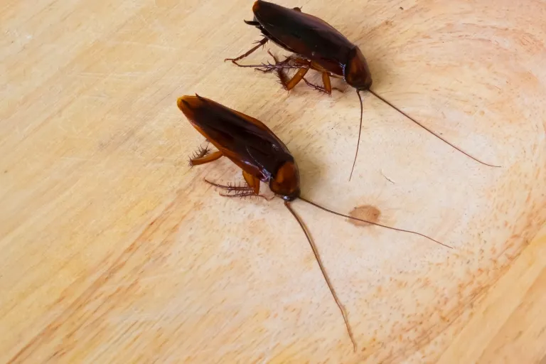 the actual consequences of killing a cockroach