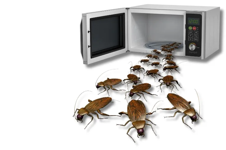 the truth unveiled of cockroach survive on microwave