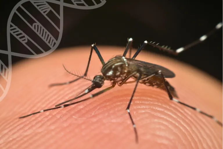 unveiling the scientific name of mosquito