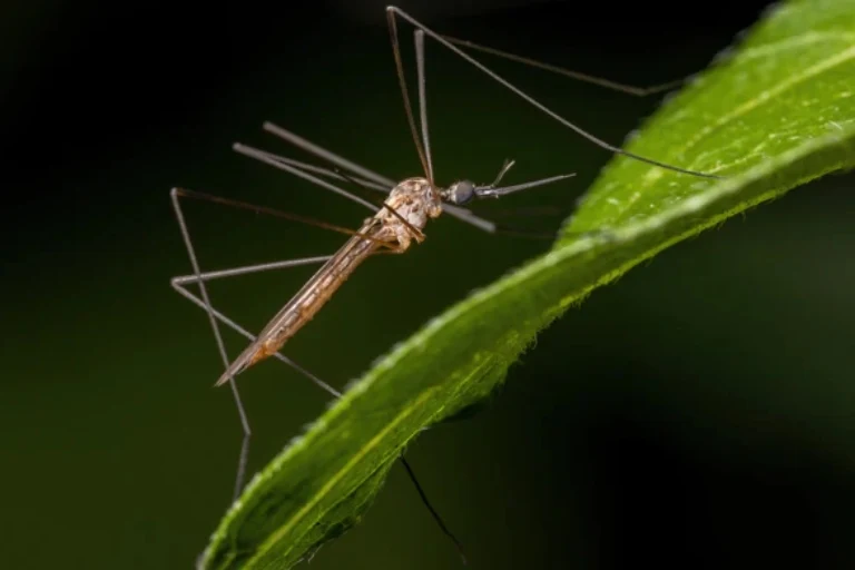 What Are Large Mosquitoes Called? Uncovering the Mighty