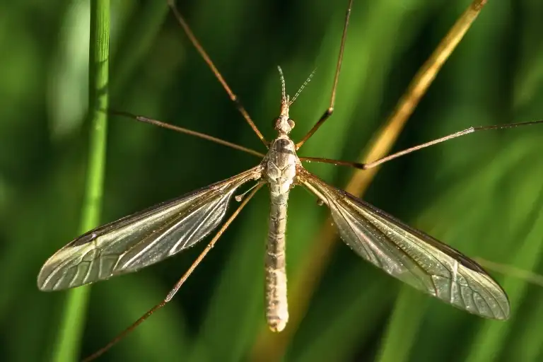 What are Mosquito Hawks Good for? Surprising Benefits
