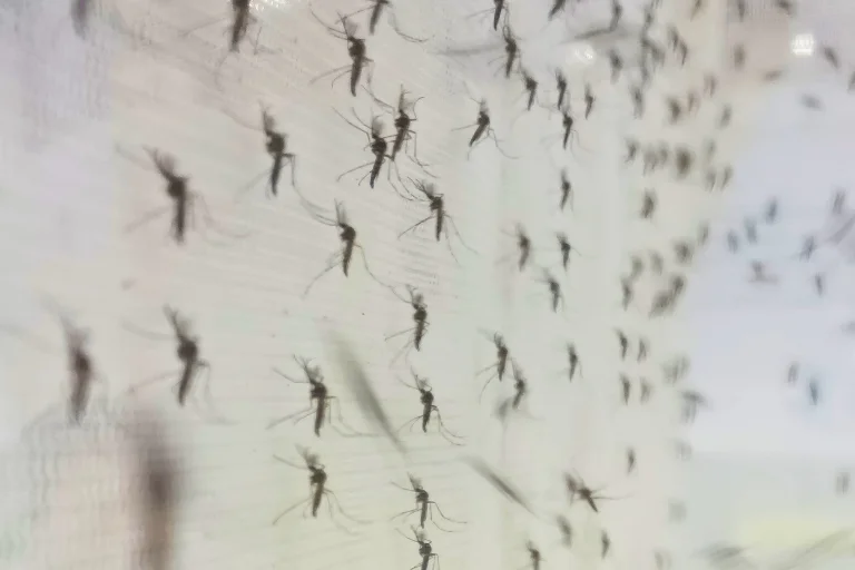 what attracts mosquitoes to homes