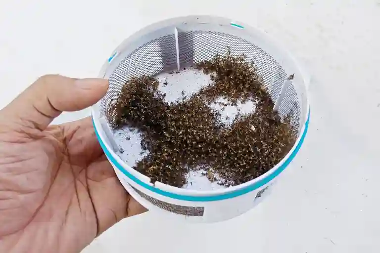 what attracts mosquitoes to traps