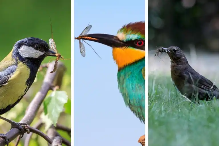 what bird eats the most mosquitoes