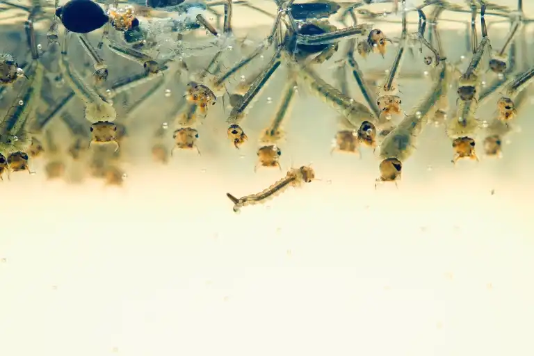 what do mosquito larvae eat