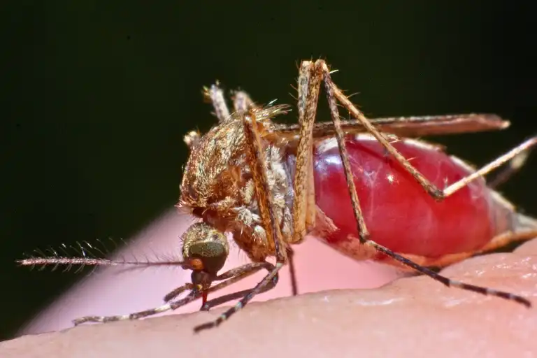 What Do Mosquitoes Feed on: Unveiling the Secret Cravings