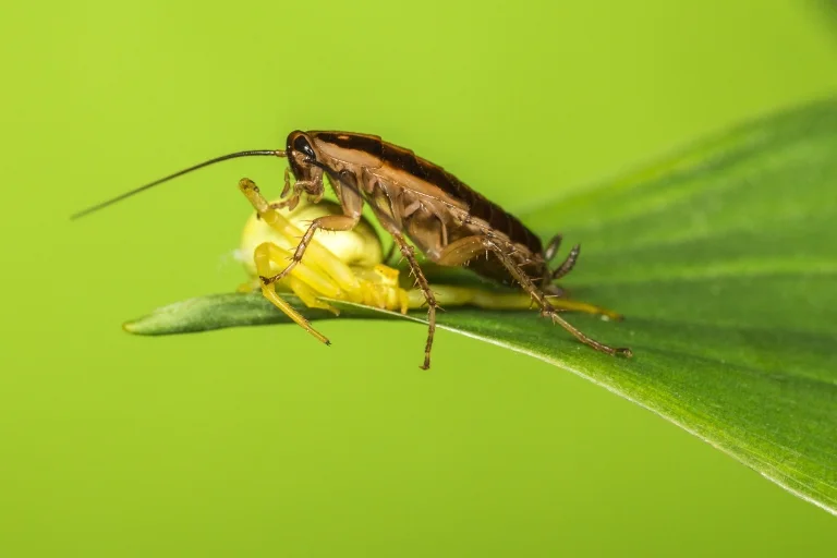 what does german cockroach eat