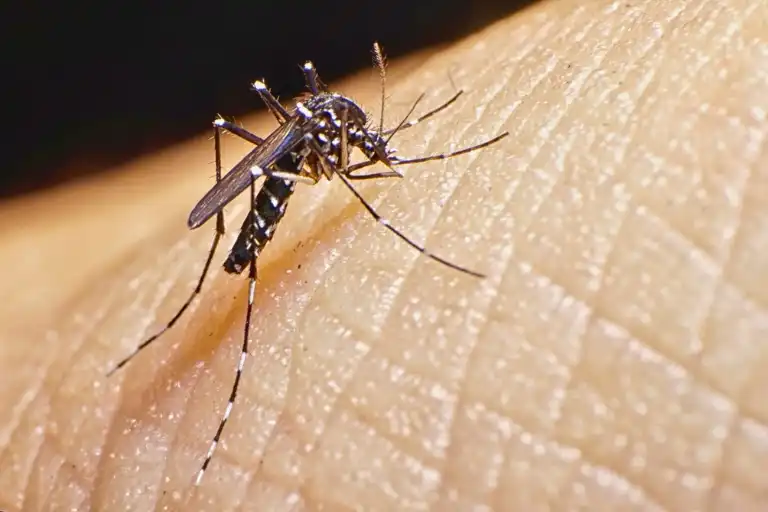 what happens if an asian tiger mosquito bites you