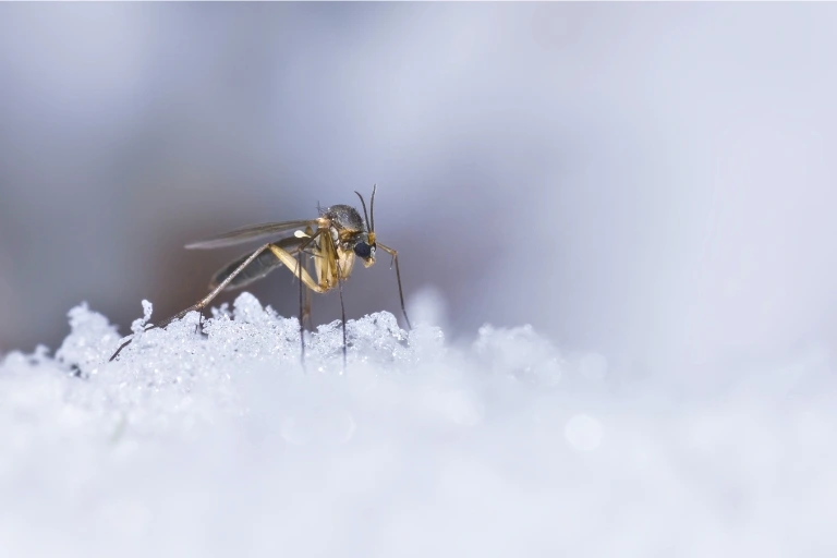 what happens to mosquitoes in the winter