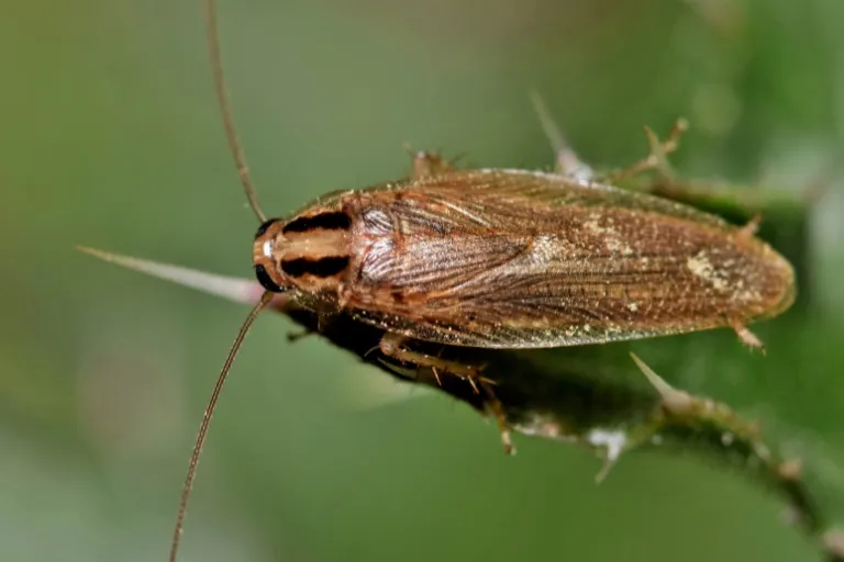 what is a german cockroach