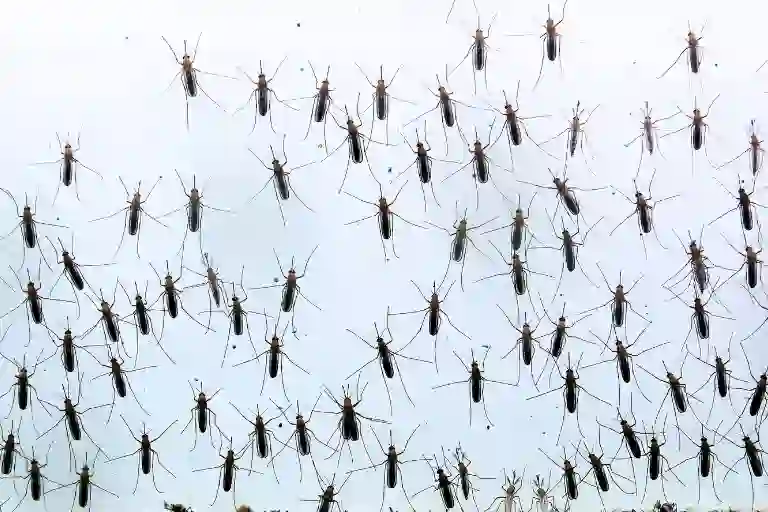 what is a group of mosquitoes called
