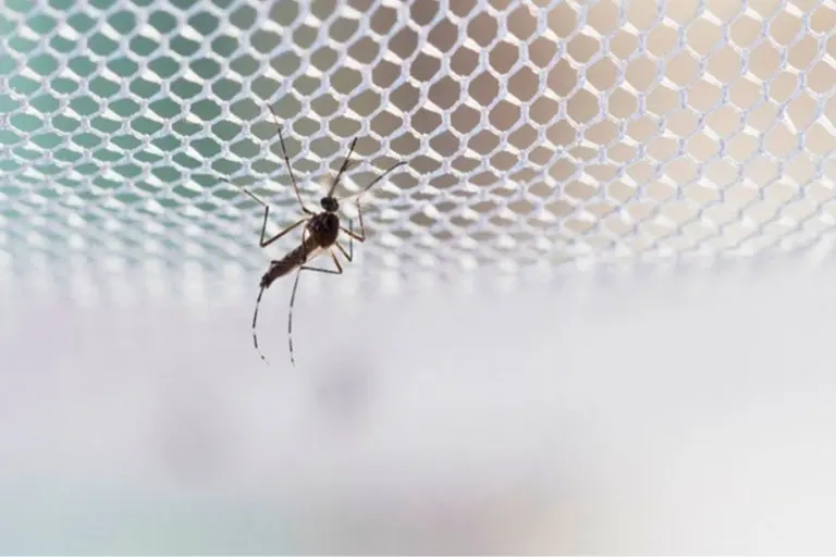What is a Mosquito Net: Ultimate Guide to Protection
