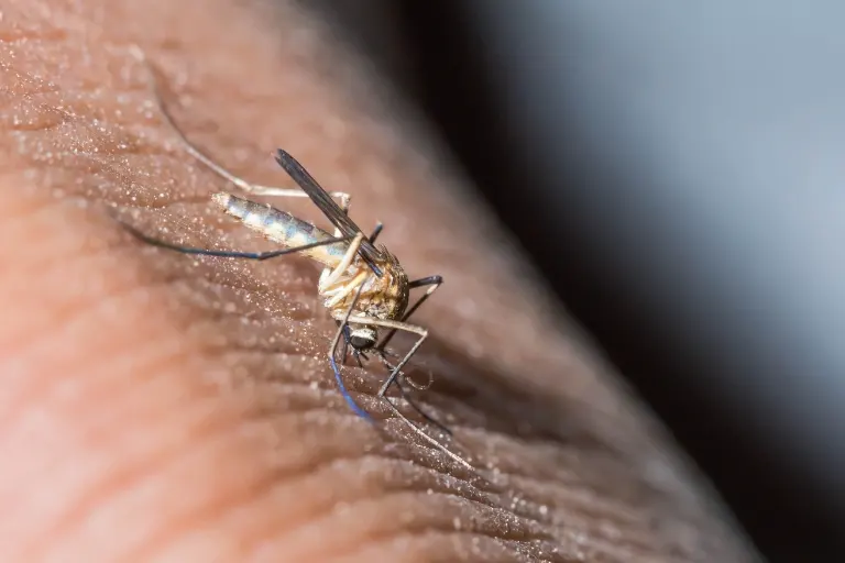 what is in mosquito saliva