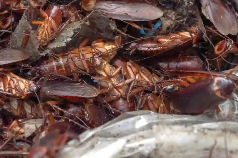 what to do when you find a cockroach nest