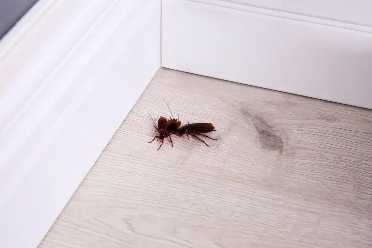 what to do when you find a cockroach