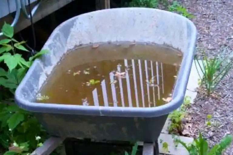 what to put in stagnant water to kill mosquitoes