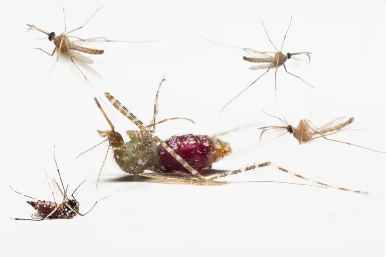 what would happen if all mosquitoes died