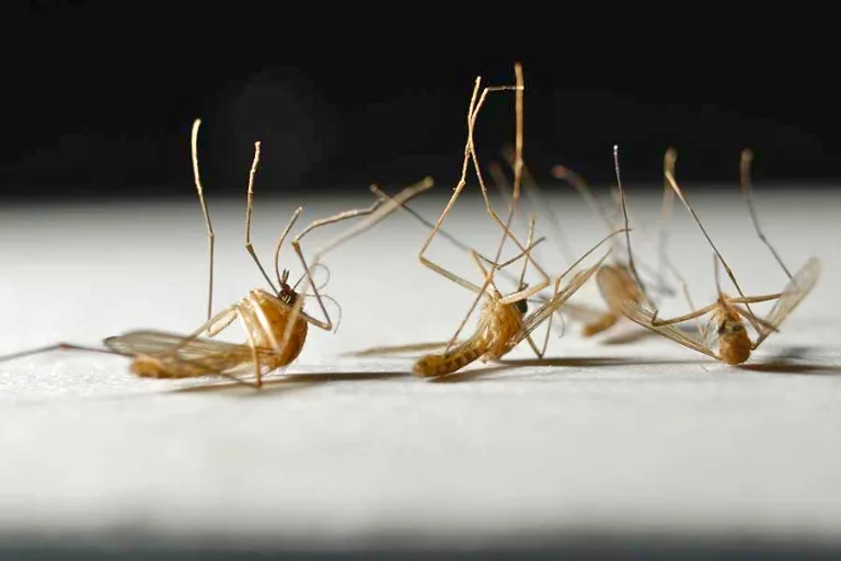 When Do Mosquitoes Die Off? Discover the Final Sting