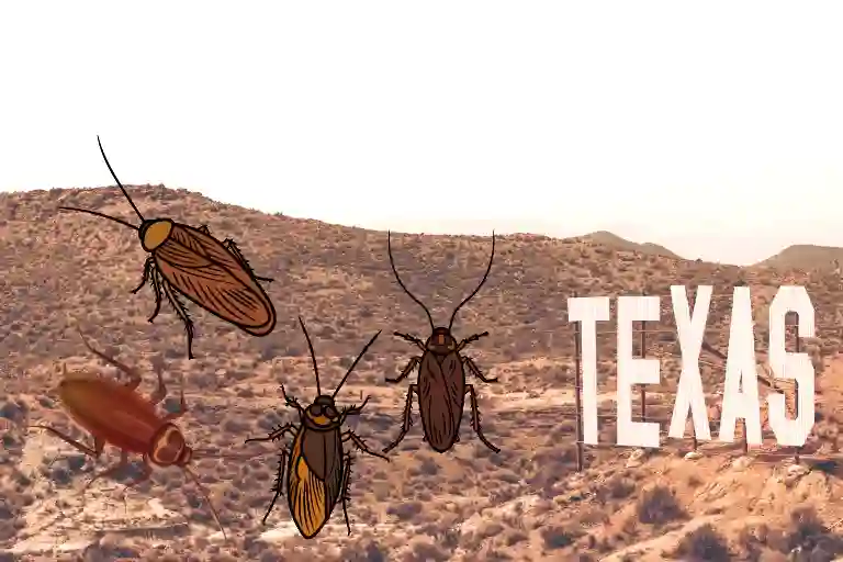 when is cockroach season in texas