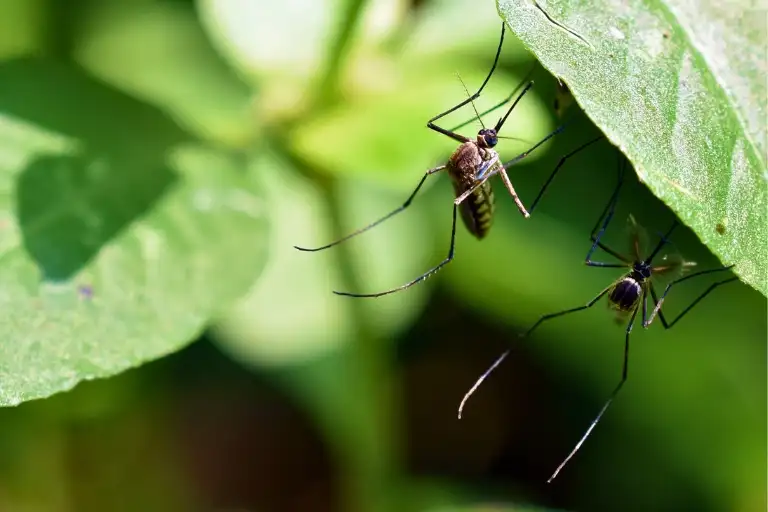 Which Gender of Mosquito Bites: Unveiling the Truth