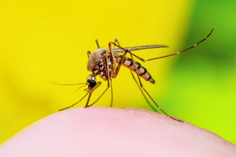 Why are the Mosquitoes So Bad? Surprising Reasons!
