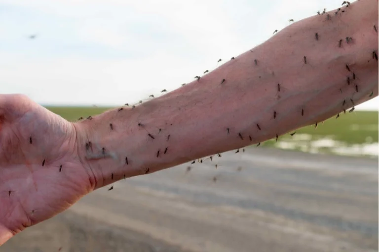 Why Do I Get Eaten Alive by Mosquitoes: Unveiling Mystery