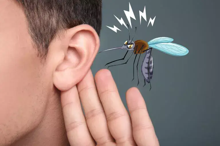 why do mosquitoes go for the ears